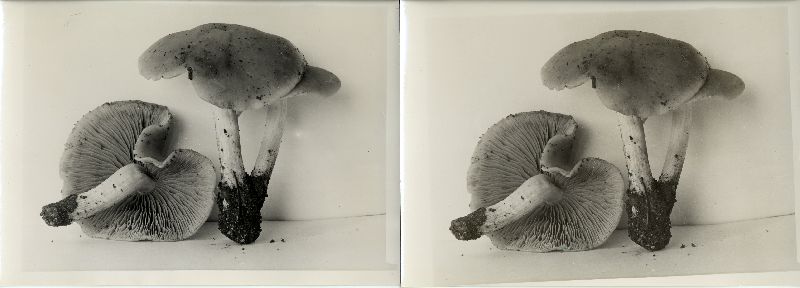Psathyrella sublateritia image