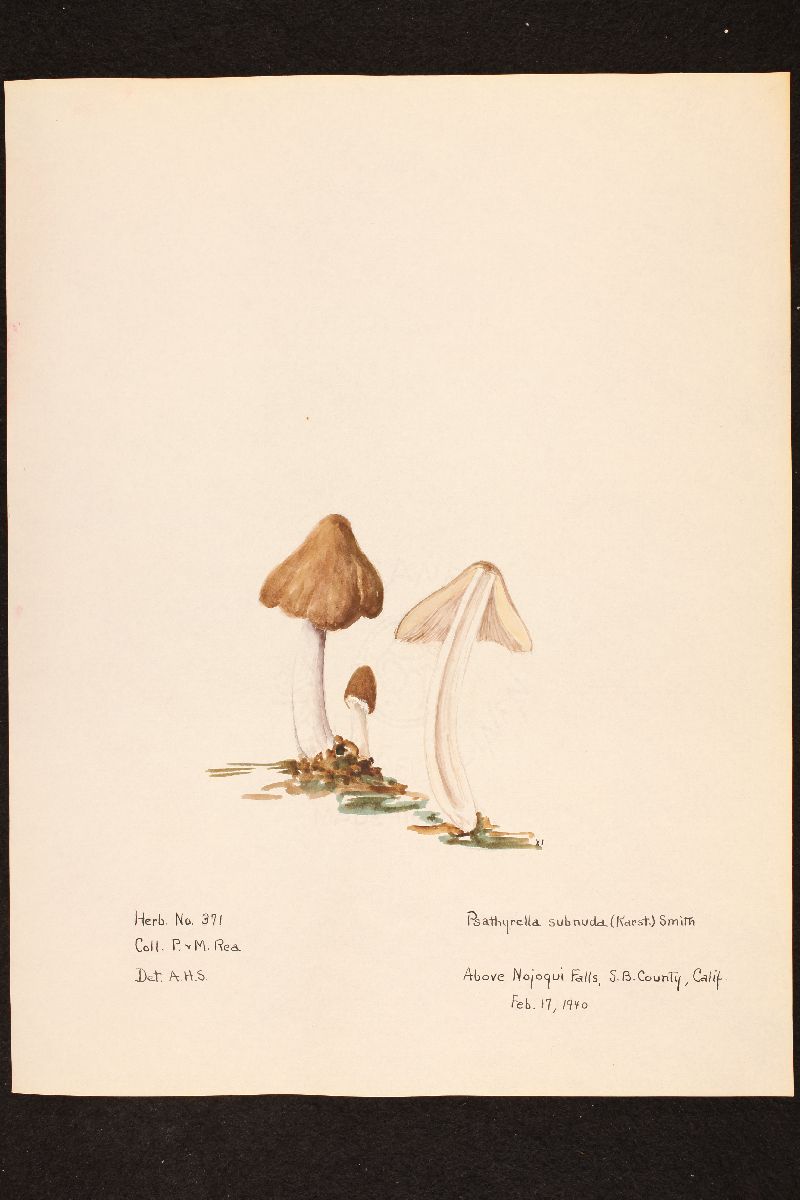 Psathyrella spadiceogrisea image