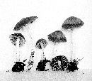 Psathyrella spadiceogrisea image