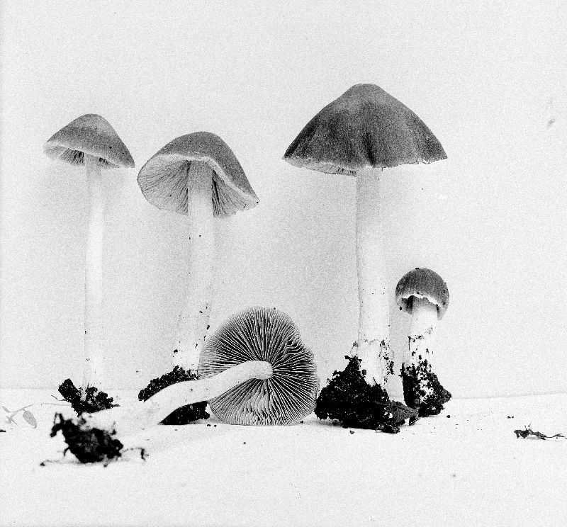 Psathyrella spadiceogrisea image