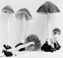 Psathyrella spadiceogrisea image