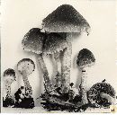 Psathyrella velibrunnescens image