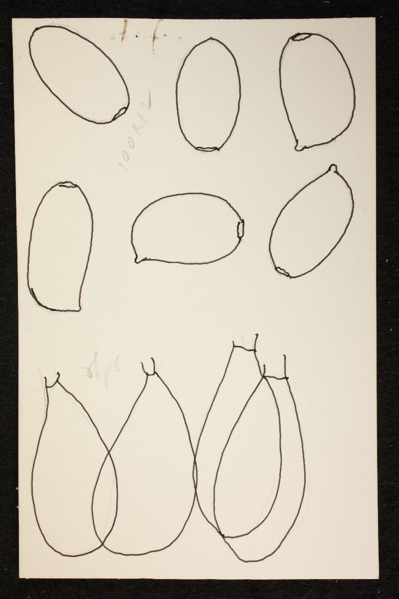 Psathyrella velibrunnescens image