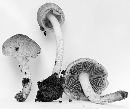 Psathyrella weberi image