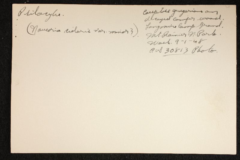 Stagnicola perplexa image