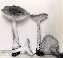 Hygrophorus agathosmus image