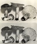 Hygrophorus agathosmus image