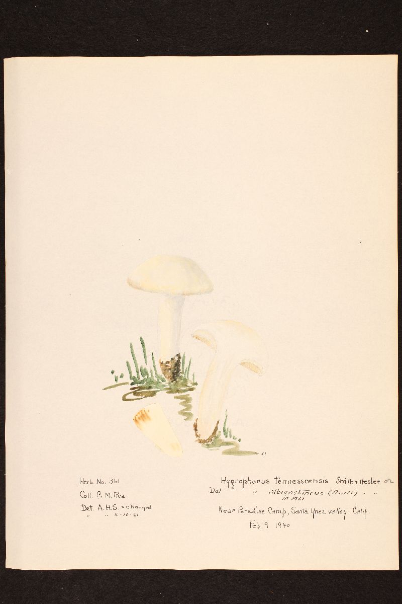 Hygrophorus albicastaneus image