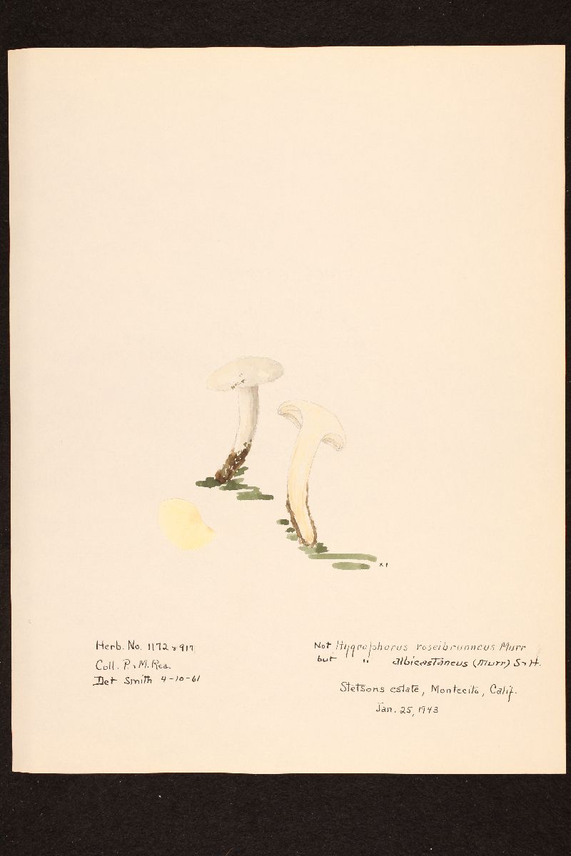 Hygrophorus albicastaneus image