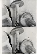 Hygrophorus bakerensis image