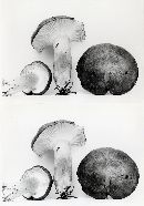 Hygrophorus camarophyllus image