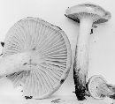 Hygrophorus capreolarius image