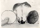 Hygrophorus camarophyllus image