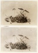 Hygrocybe colemanniana image