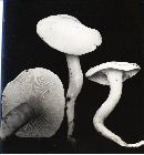 Hygrophorus eburneus image