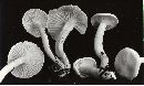 Hygrophorus eburneus image