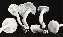 Hygrophorus eburneus image
