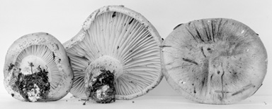 Hygrophorus erubescens var. erubescens image