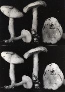 Hygrophorus erubescens image