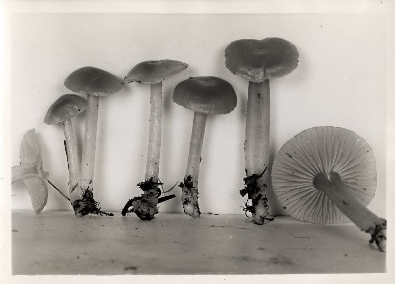 Hygrophorus hondurensis image