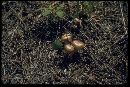 Hygrophorus hypothejus image