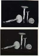 Hygrophorus odoratus image