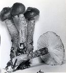 Hygrophorus olivaceoalbus image