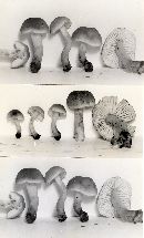 Hygrocybe ovina image