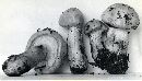 Hygrophorus pudorinus image