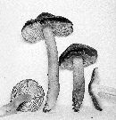 Hygrocybe punicea image