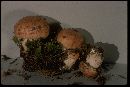 Hygrophorus purpurascens image