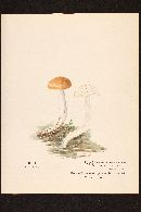 Hygrophorus roseobrunneus image