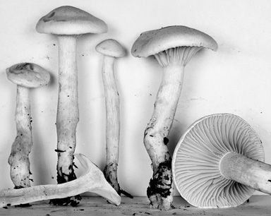 Hygrophorus saxatilis image