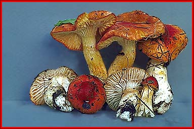 Hygrophorus speciosus var. speciosus image