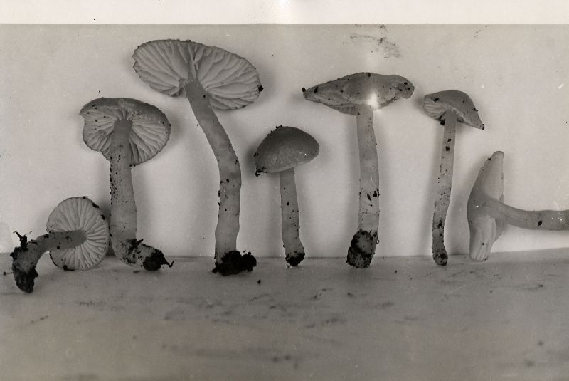 Hygrophorus subminiatus image