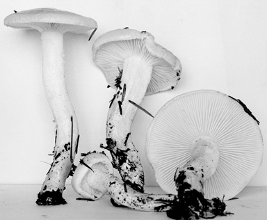 Hygrophorus variicolor image