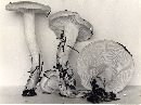 Hygrophorus variicolor image