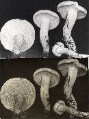 Hygrophorus variicolor image