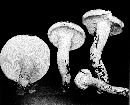 Hygrophorus variicolor image