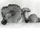 Leccinum versipelle image