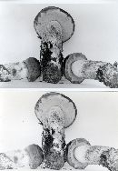 Leccinum aurantiacum image