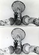 Leccinum aurantiacum image