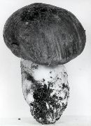 Leccinum subtestaceum image