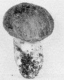 Leccinum subtestaceum image