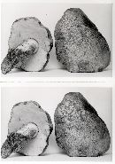 Boletus calopus image