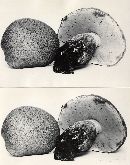 Boletus calopus image