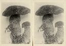 Boletellus mirabilis image