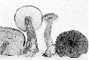 Boletellus mirabilis image
