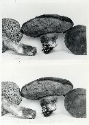 Boletus oregonensis image