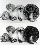 Suillus viscidus image